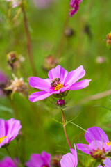Die Biene auf der suche nach Pollen.