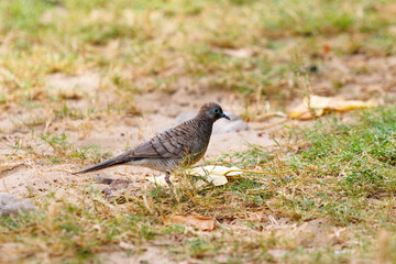 Bird at Hawaii, Big Island