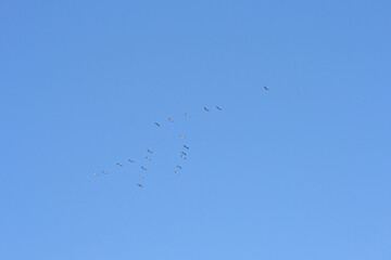 A flock of cranes flies like a wedge across the blue spring sky, returning in spring from warm lands.