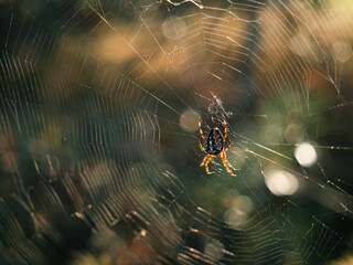 Spider crusader on a web at sunset in the forest
