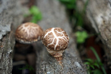 Shiitake