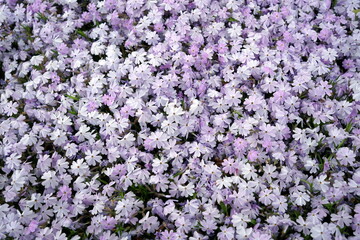 Fototapeta premium moss phlox