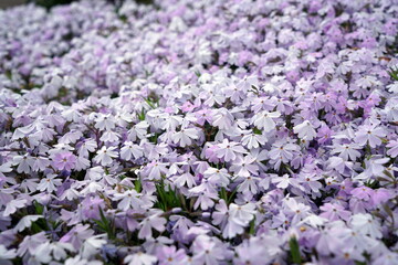 moss phlox