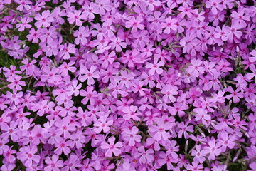 Fototapeta premium moss phlox