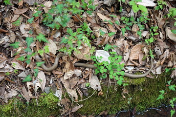 Elaphe conspicillata