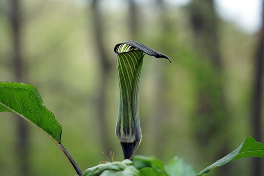 Arisaema Triphyllum