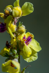 Verbascum nigrum flower in meadow, close up shoot	