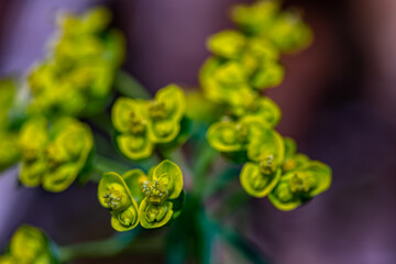 Euphorbia cyparissias flower in meadow