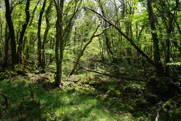 mossy rocks and old trees in spring forest