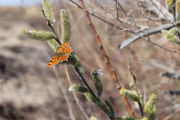 butterfly on a plant