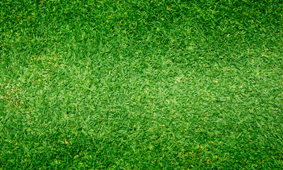 Obraz premium green grass texture