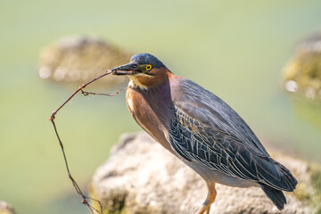 Green heron (Butorides striatus) stands on the shore of the lake with a stick in its beak.