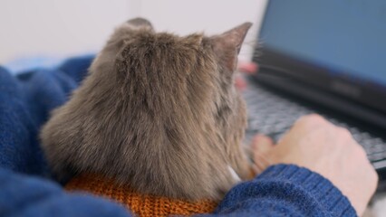Close-up of the head of a gray cat who watches her owner work on a laptop. The cat is sitting next to the man who is typing on the keyboard. Love for cats. Caring for pets.