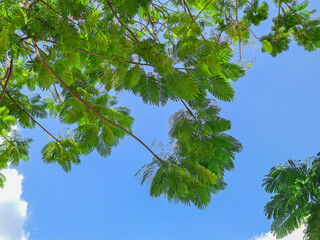 bright green branches and a cloudy blue sky