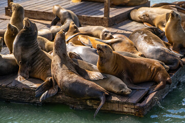 Sea lions at the pier in San Francisco. 