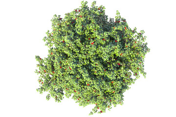 Green foliage of a fruit tree on a white background. The round shape of the apple tree on top. 3D...