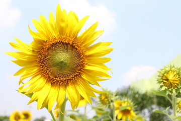 Obraz premium Sunflower blooming and light blue sky background.