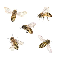 Foto op Plexiglas Watercolor honey bees illustration. Summer insect clipart set. Save the bees. Print design © Victoria Pak