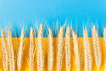 Ears of wheat on the national flag of Ukraine. Blue color above is the sky, yellow below is the...
