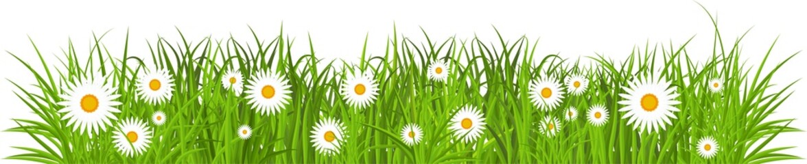Grass, tulips and daises. Green flowering meadow. Spring and summer