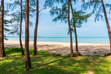 Landscape of sea beach sand pine tree and blue sky with sunny at tropical island in nice weather day. Sea travel vacation image concept.