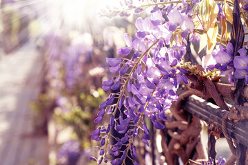 Macro shot of beautiful purple wisteria tree hang over iron fence in spring. Rays of sun go through blossoming wisteria branches. Close-up, selective focus, blurred background.
