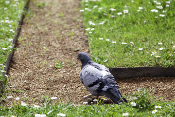 Pigeon in the grass