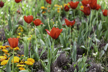 Dutch red tulips
