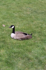 canadian goose