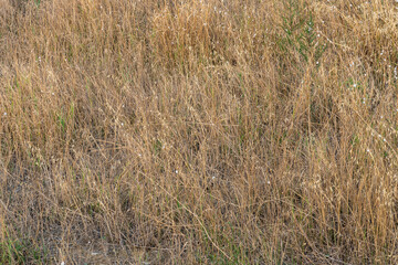 Dry grass on the dry ground. Yellow grass