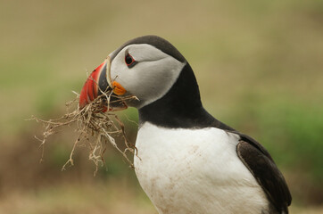 Naklejka premium A head shot of a magnificent Atlantic Puffin, Fratercula arctica, with a beak full of nesting material which it is taking to its burrow. 