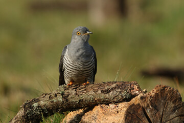 A rare Cuckoo, Cuculus canorus, perching on a log in a meadow at the edge of heathland. It is hunting for insects to eat.