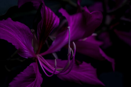 Purple Orchid Flower