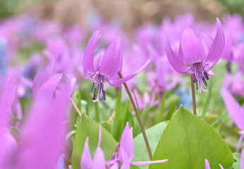 カタクリの群生（札幌市豊平公園）（Katakuri <Dogtooth violet> (Toyohira Park, Sapporo City)）