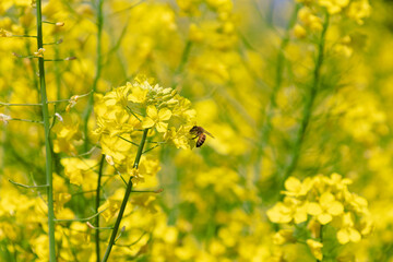 ミツバチと菜の花畑