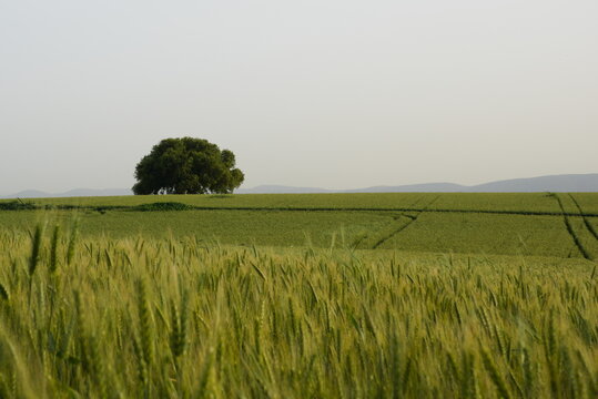 lonely tree in the fild