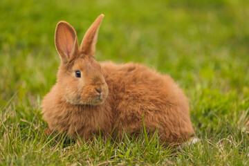 orange rabbit on the lawn grazes the grass