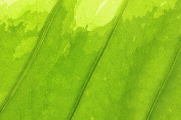 Full frame shot of green leaves. Textures and patterns of leaves.