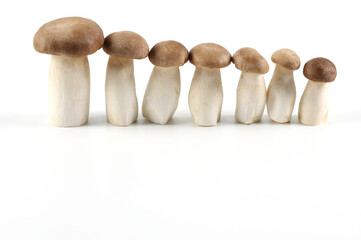 Oringi mushroom or King trumpet mushroom or Royal oyster mushroom or Eringi mushroom, on a white background. a white background have copy space.