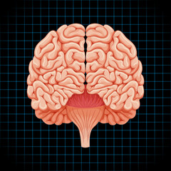 Human internal organ with brain