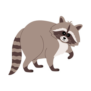 Cute raccoon with funny face. Adorable fluffy animal. Hand drawn color vector illustration isolated on white background. Modern flat cartoon style.