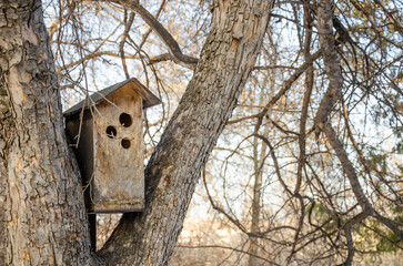 Birdhouse for birds on a tree.