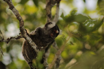 Sagui