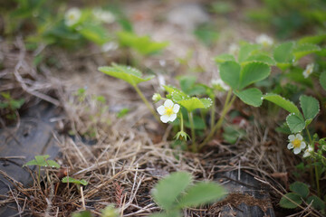 イチゴの花