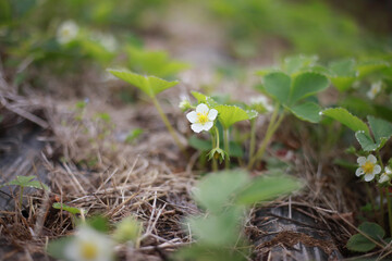 イチゴの花