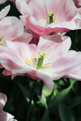 Fototapeta na wymiar Full field of beautiful pink open blooming tulip flower with green leaves background on a sunny summer day on a countryside. Nature wallpaper. Dutch bulb business.