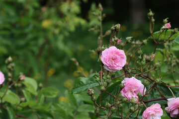 Blooming wild rose in nature.