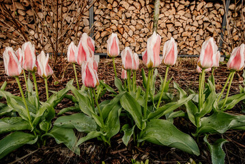 Wiosenne tulipany w ogrodzie - obrazy, fototapety, plakaty