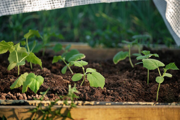 Young shoots of cucumbers in the garden