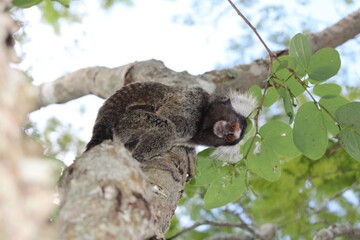 Macaco